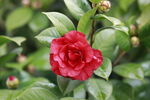 山茶花