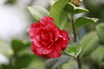 山茶花