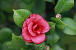 山茶花