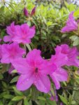 杜鹃花