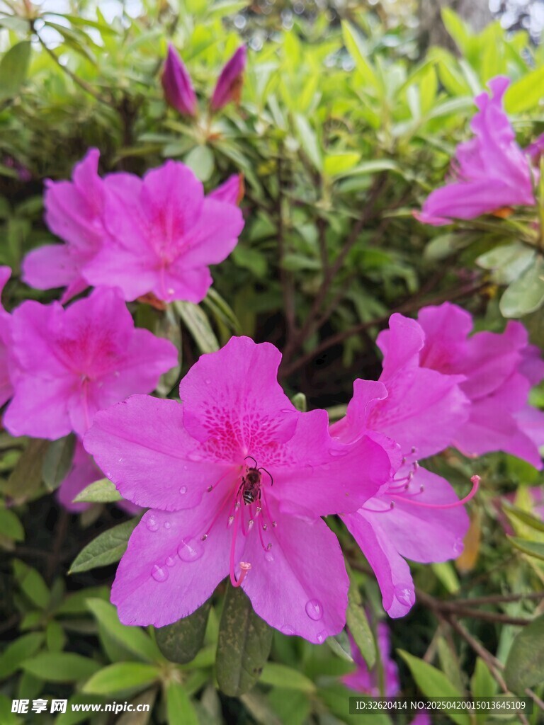 杜鹃花