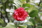 山茶花