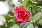 山茶花