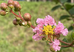 紫薇花