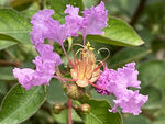 紫薇花