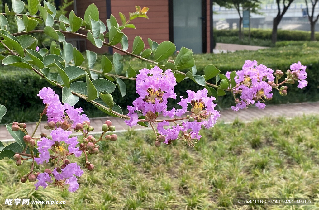 紫薇花