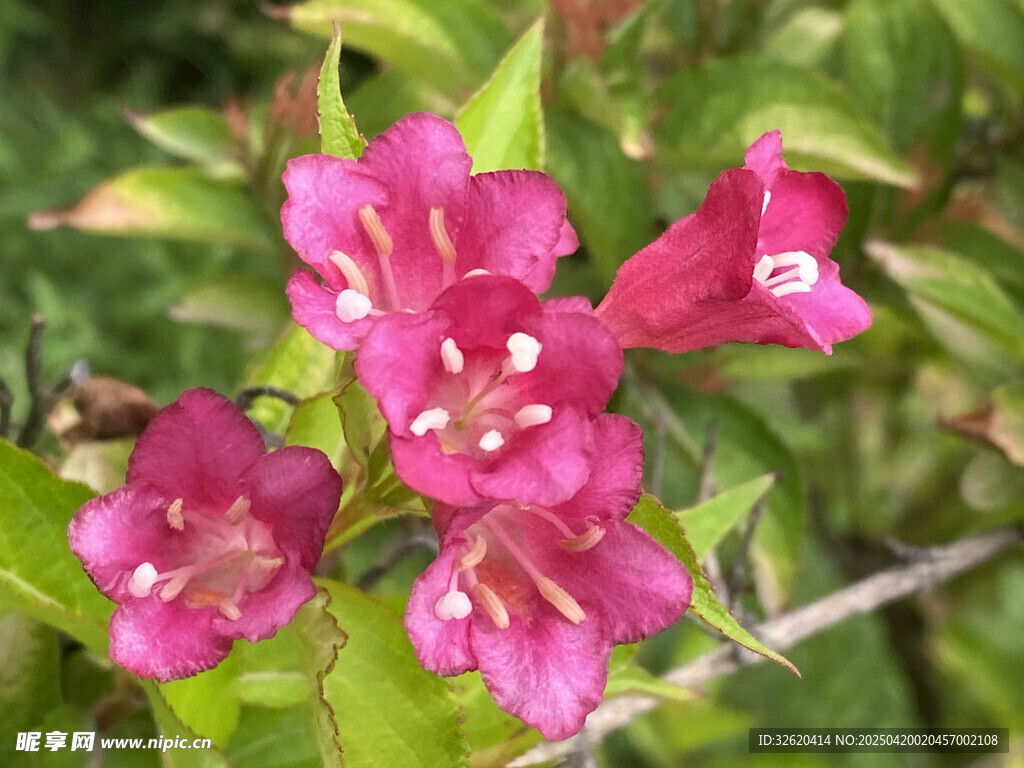 锦带花 