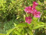 锦带花