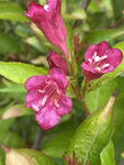 锦带花