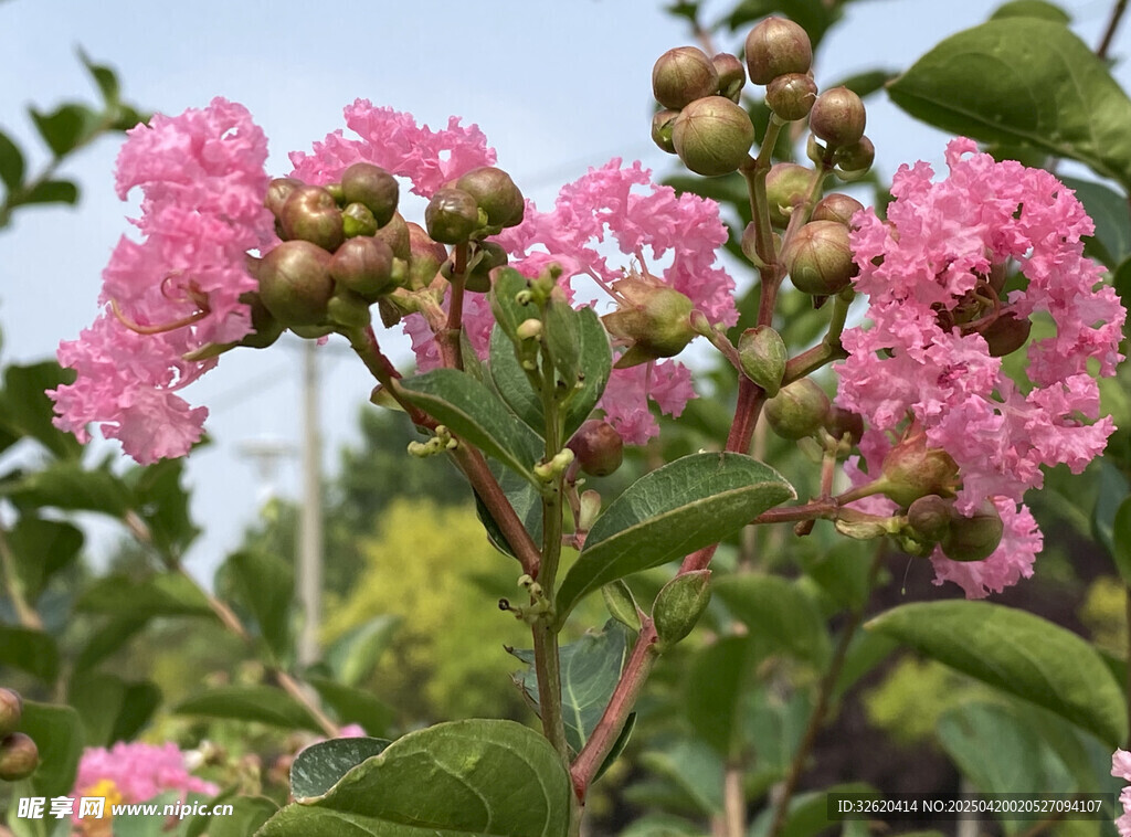 紫薇花