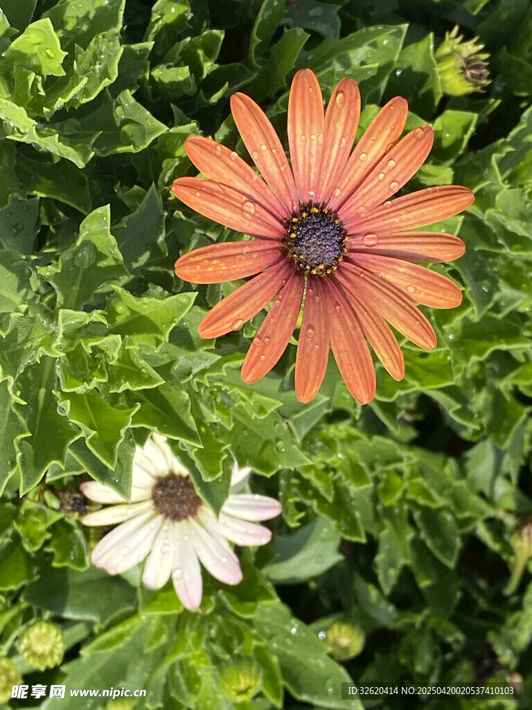 雏菊