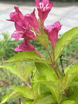 锦带花
