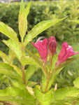 锦带花 