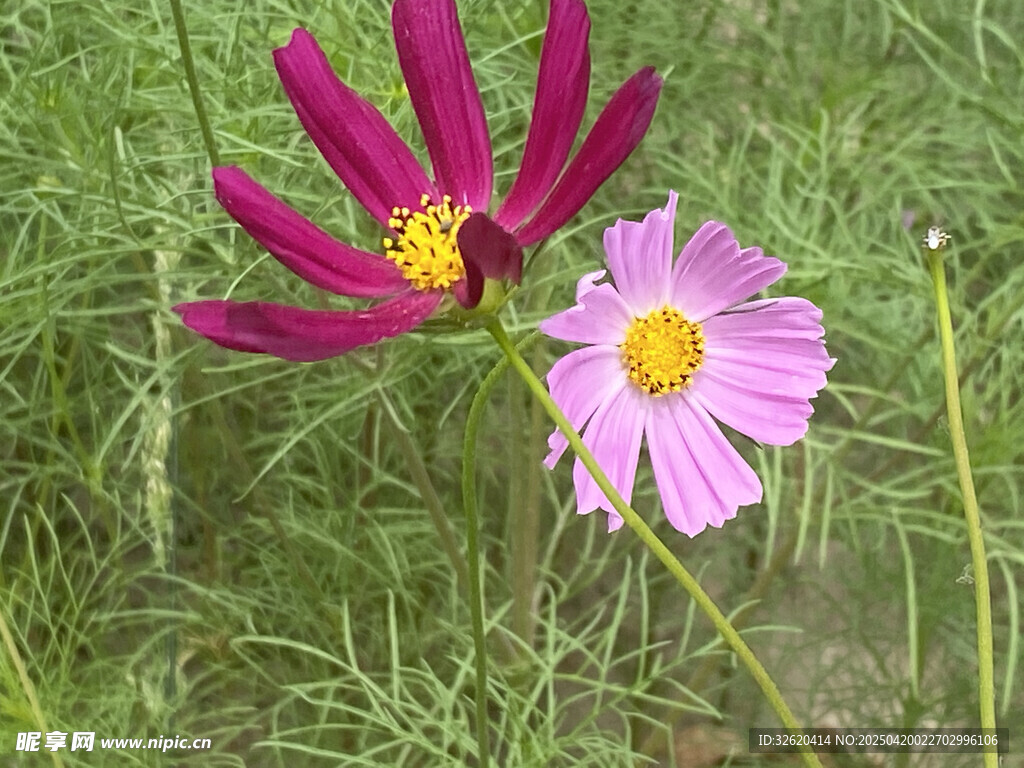 波斯菊