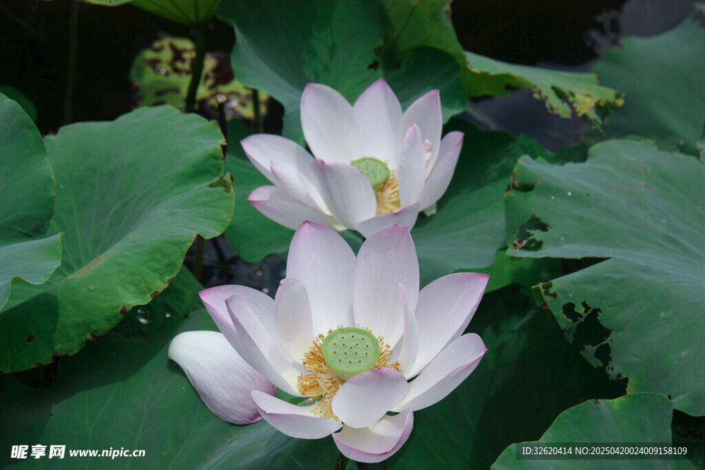 荷花