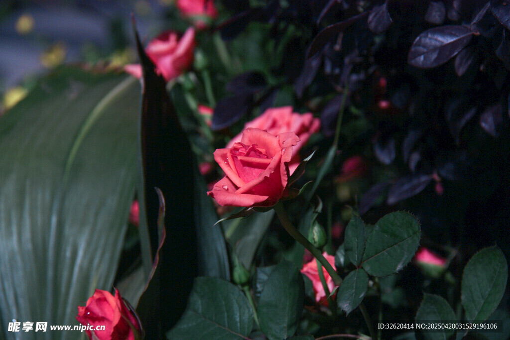 月季花 