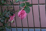 月季花 