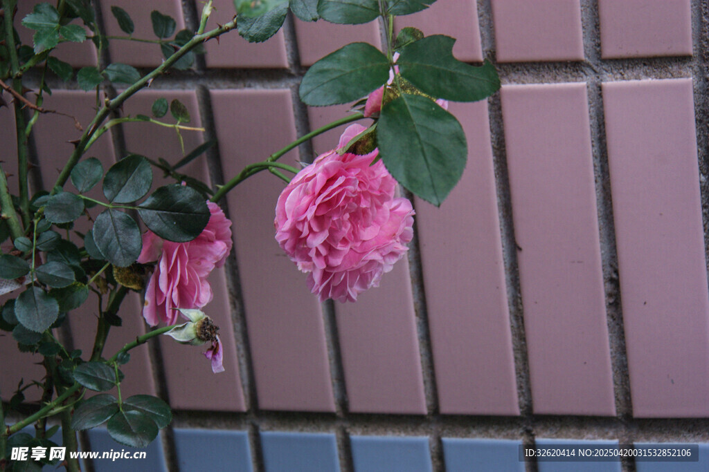 月季花 