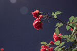 月季花 