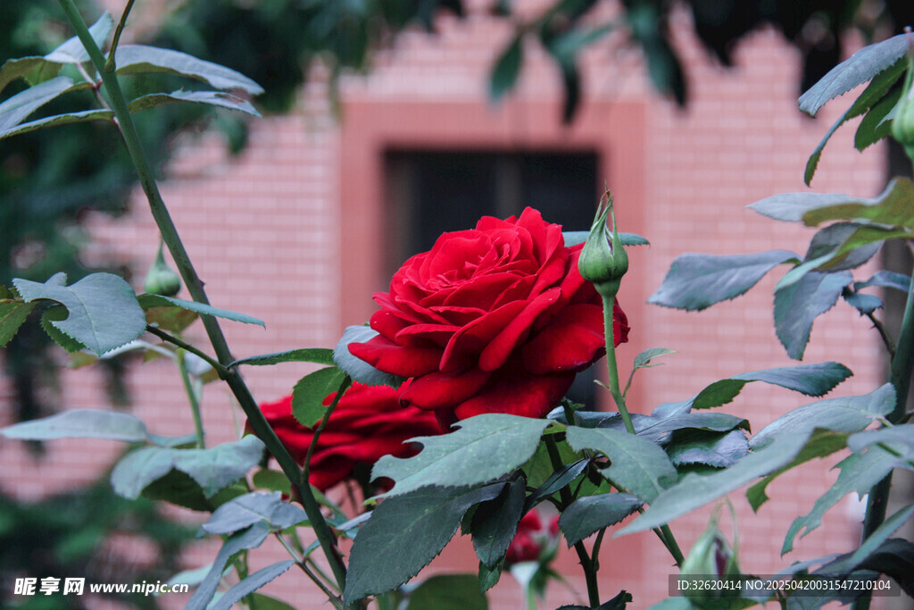 月季花 