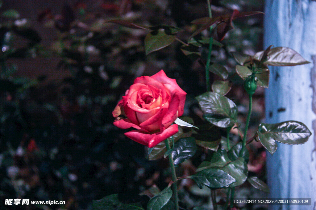 月季花 