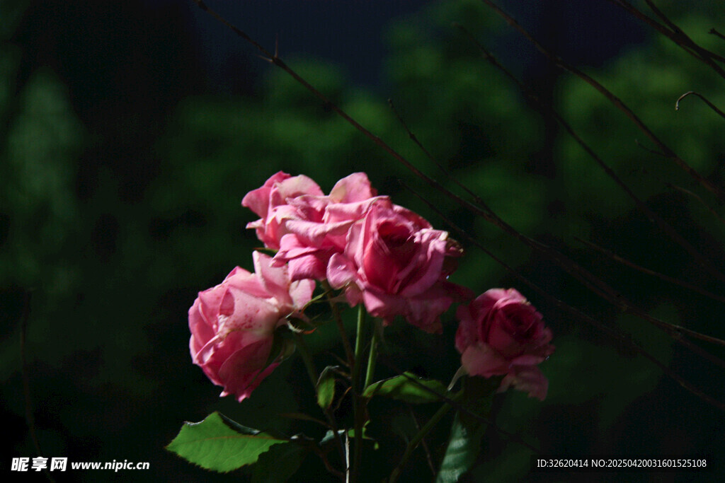 月季花 