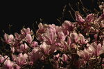 玉兰花