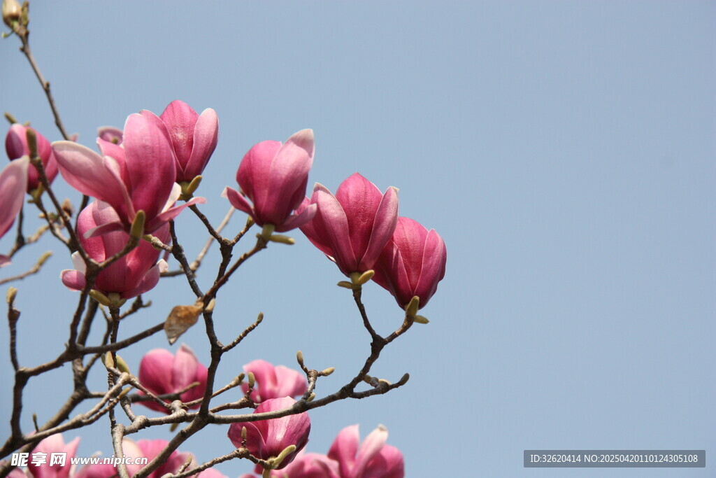 玉兰花