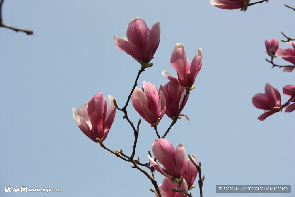 玉兰花