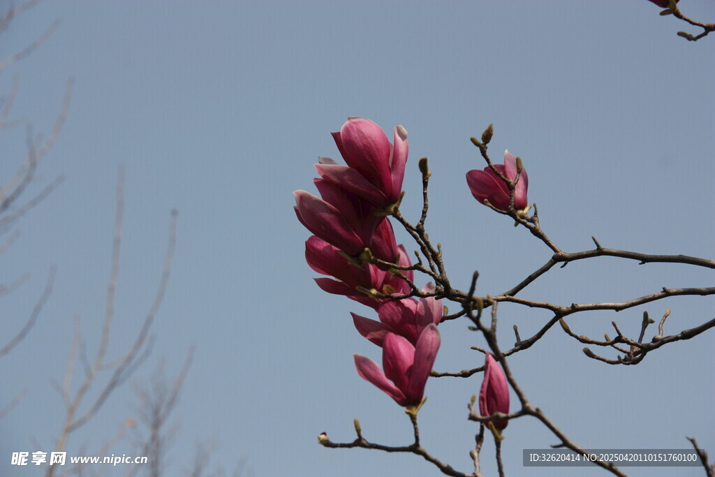 玉兰花