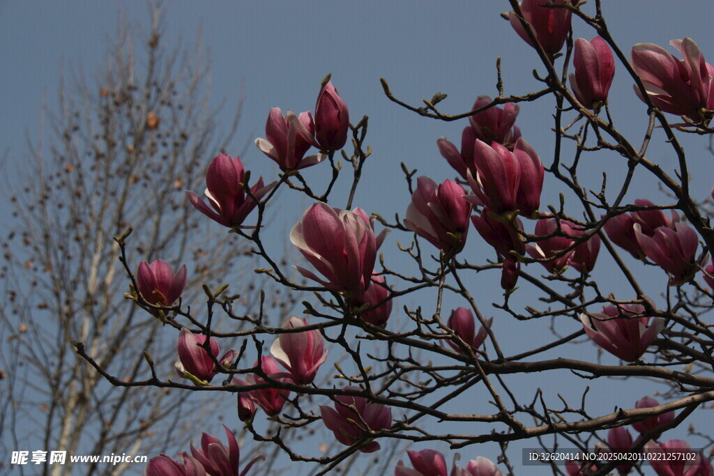 玉兰花