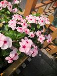 长春花