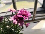 木茼蒿