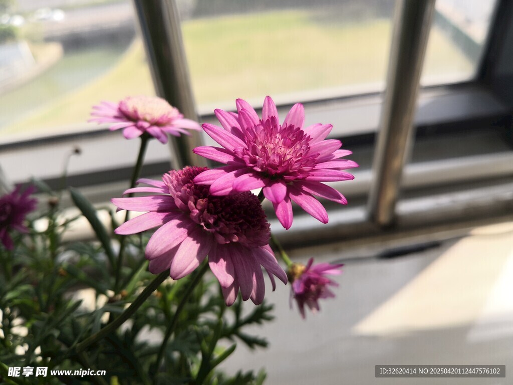 木茼蒿
