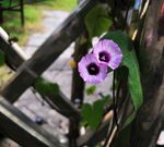 牵牛花