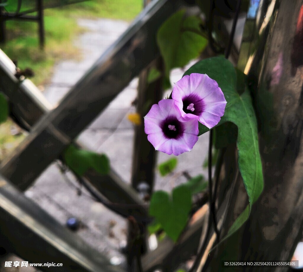 牵牛花