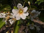 油桐花 