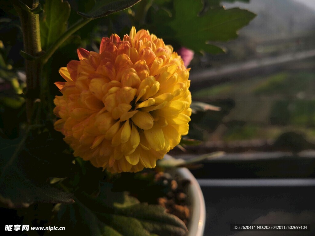 菊花