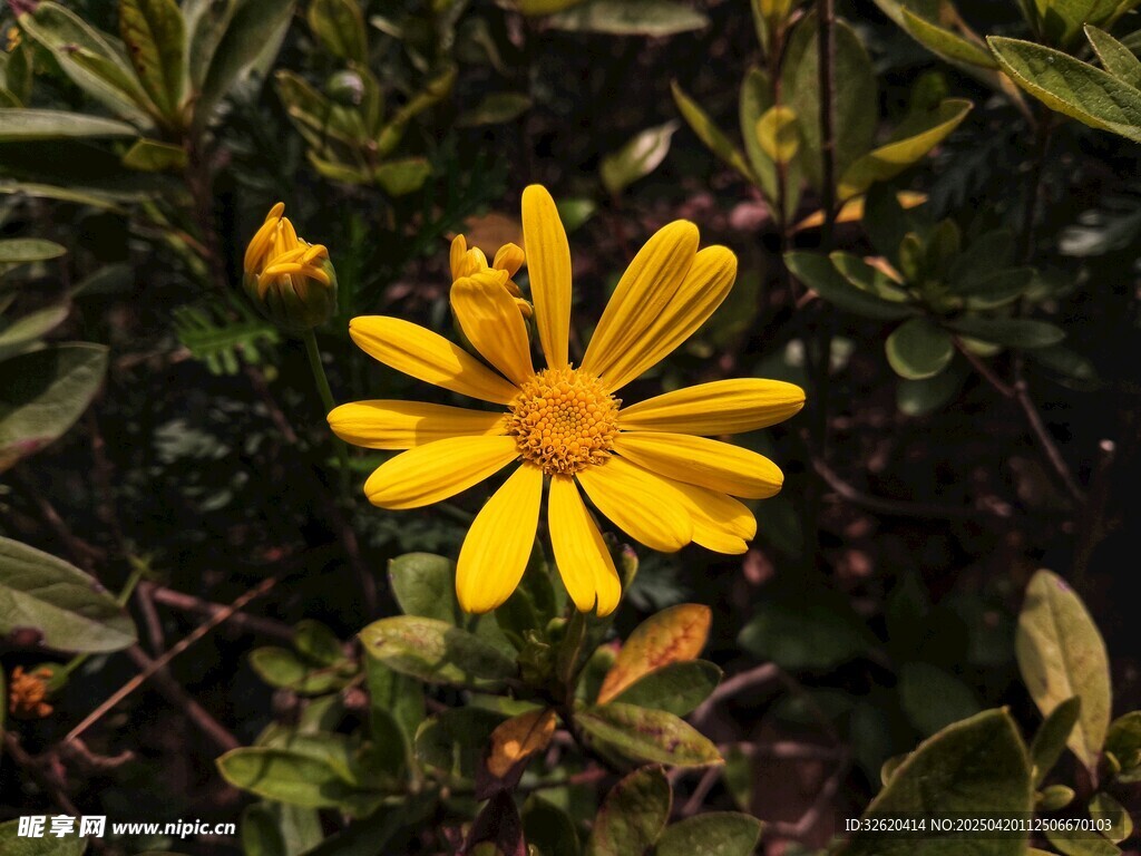黄金菊