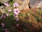 麦蓝菜 