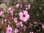 麦蓝菜 