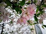 海棠花