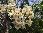 油桐花
