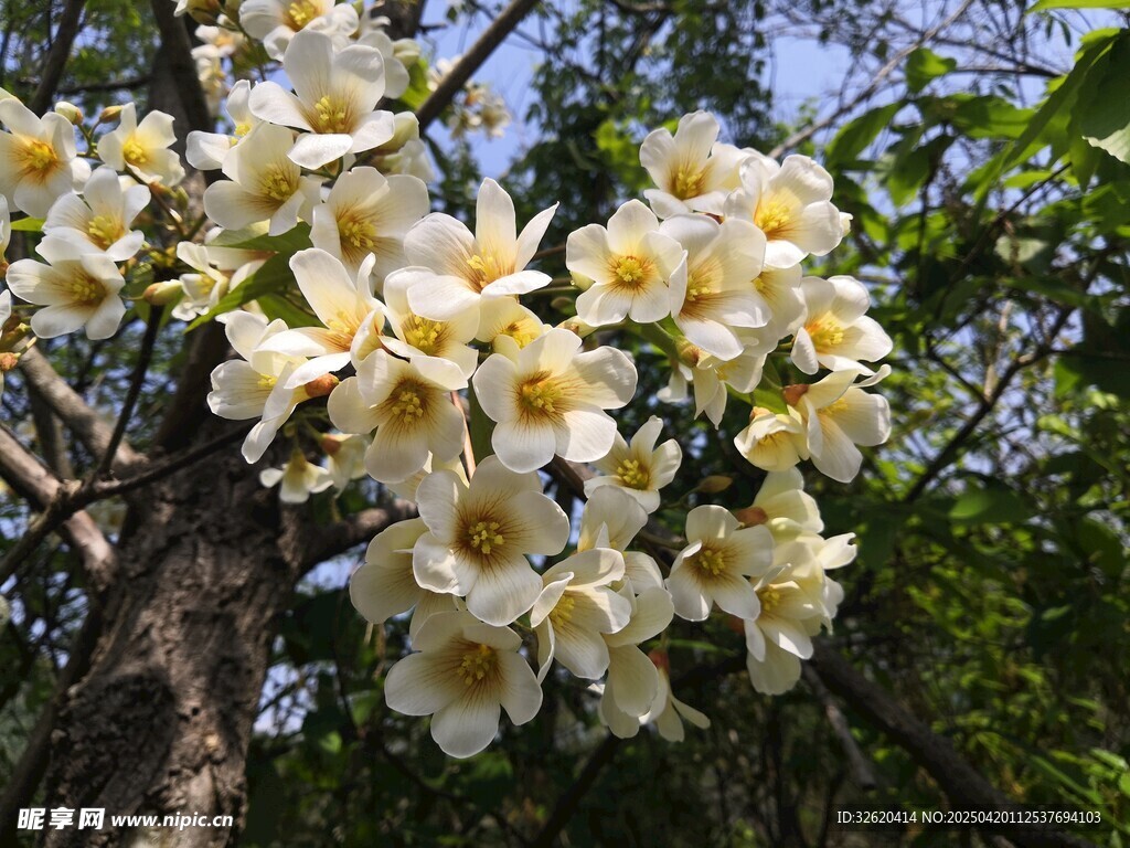 油桐花