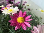雏菊