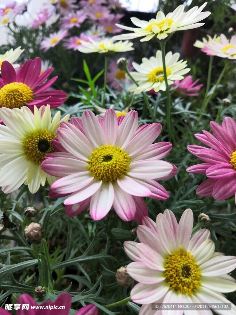 雏菊