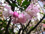海棠花