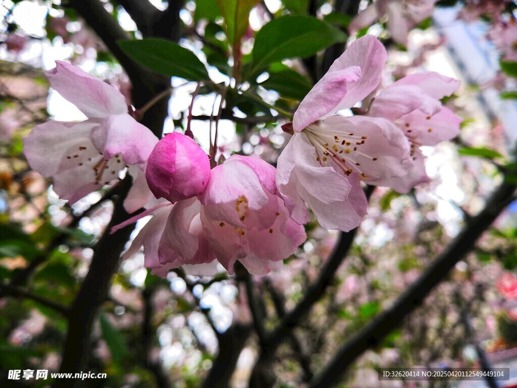 海棠花