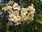 油桐花