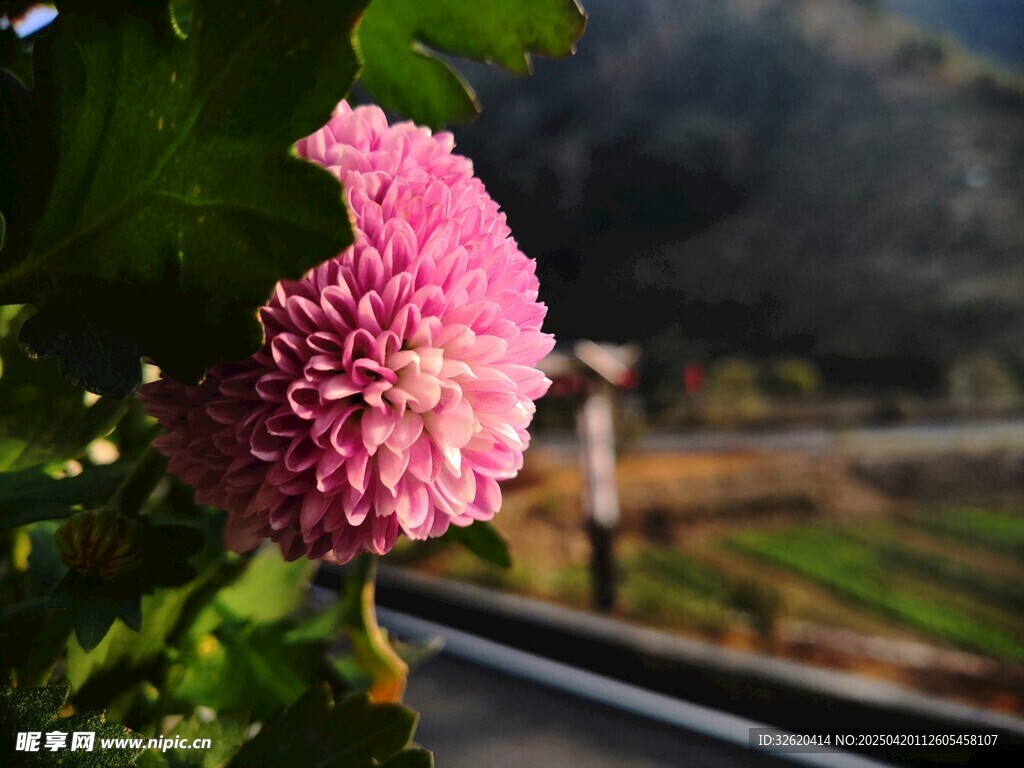 菊花